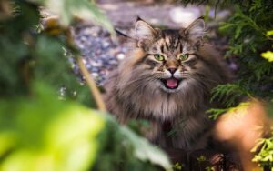 kitty-blinders-eleveur-maine-coon-chat-siberien